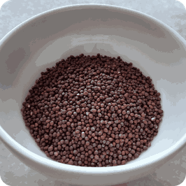 Senfkörner schwarz braun
