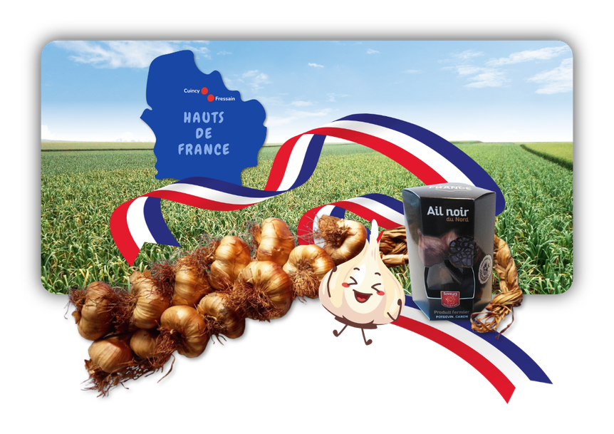 Knoblauch; Nordfrankreich; Frankreich; geräuchert; Ail fumé; geräucherter Knoblauch; schwarzer Knoblauch